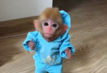 pocket monkey